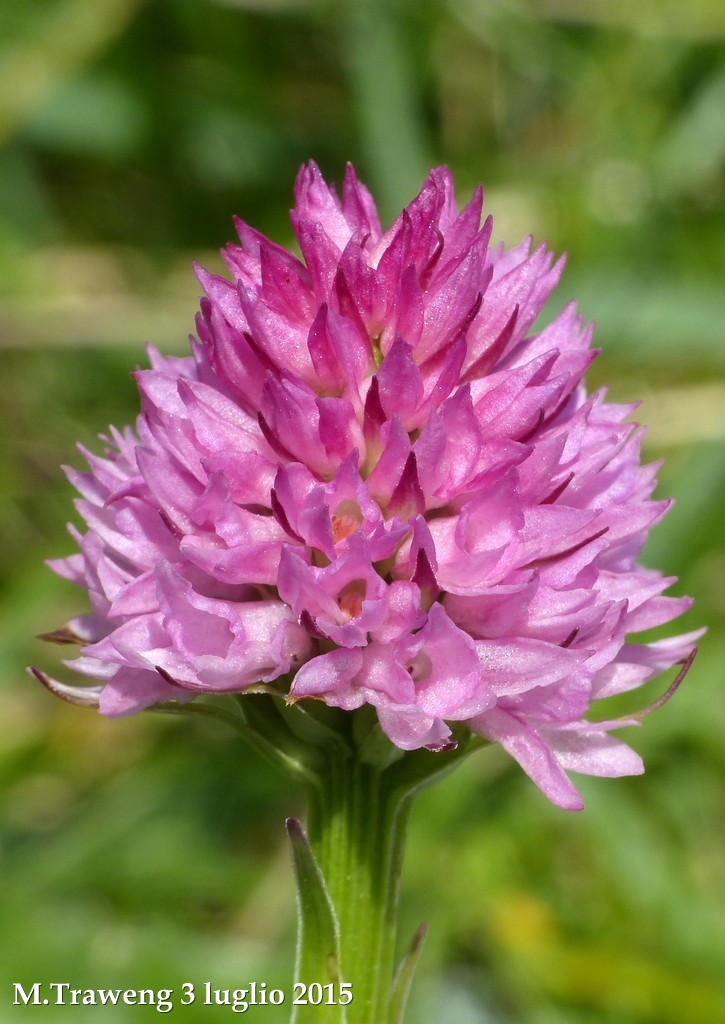 Orchidee alpine austriache ( M.Traweng, Burgeralm, Petzen, M.Dobratsch)